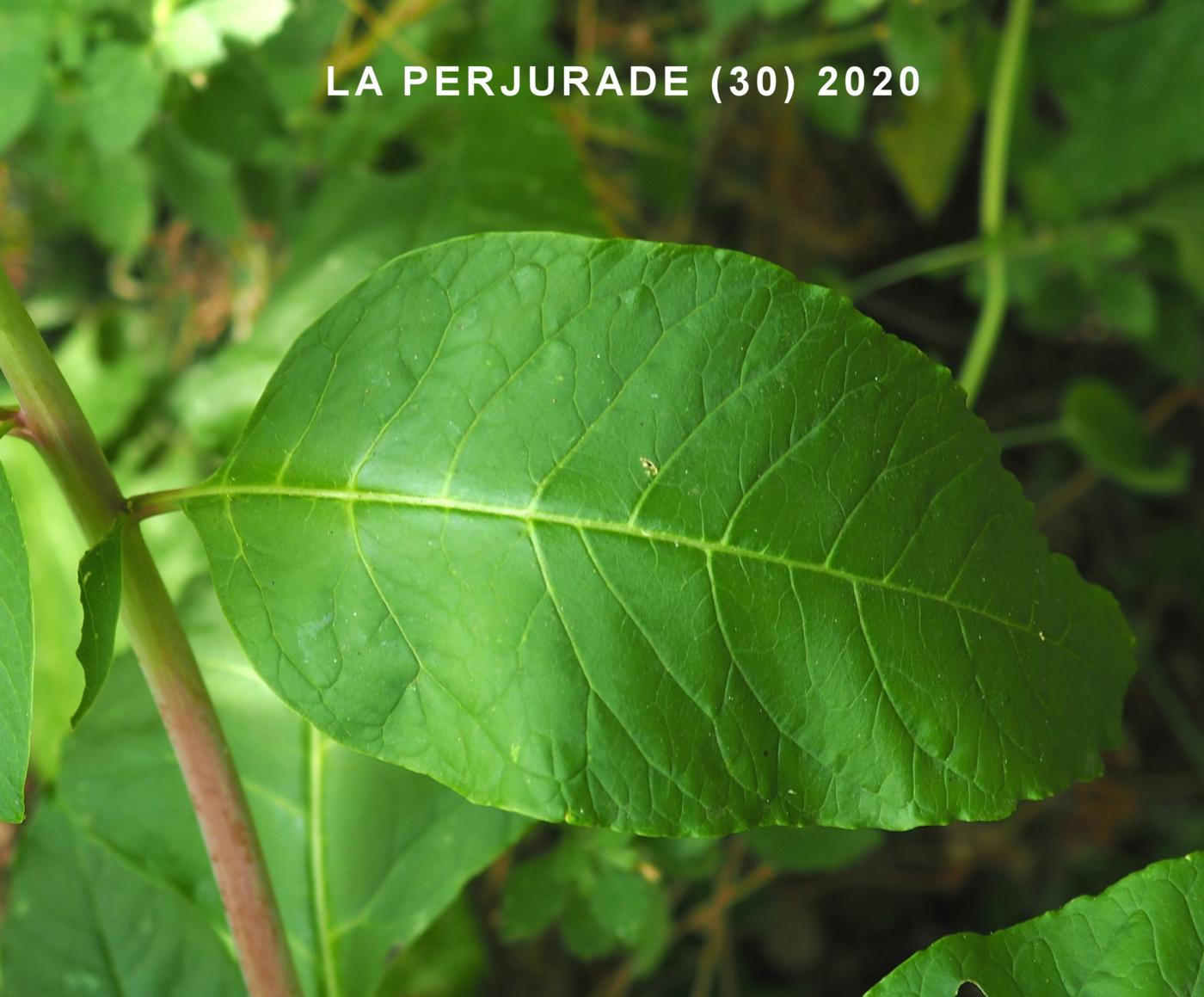 American Pokeweed leaf